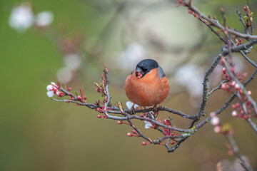Bullfinch, male perched on a branch in the spring close up in a forest