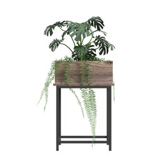 3d illustration of houseplant isolated on transparent