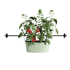 3d illustration of hanging plant isolated on transparent