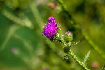 colorful bright magenta Carduus flower on a green stem with leaves taken close up with a blurred green background with bokeh during the day in sunny weather