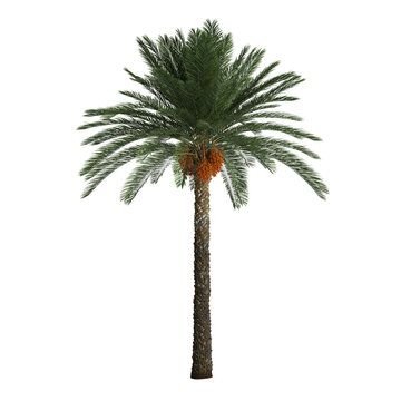 3d illustration of date palm tree isolated on transparent