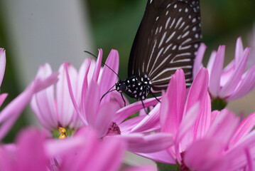 ツマムラサキマダラ