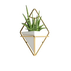 3d illustration of wall potted plant isolated on transparent