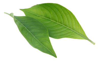 Fototapeta premium Adhatoda vasica or medicinal Basak leaf
