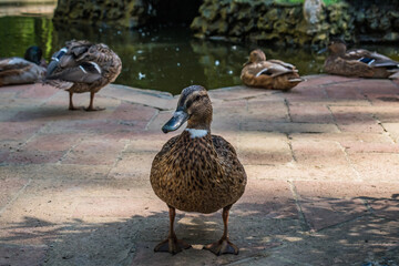 Selective focus on female mallard duck on pavement by pond with other ducks in bokeh