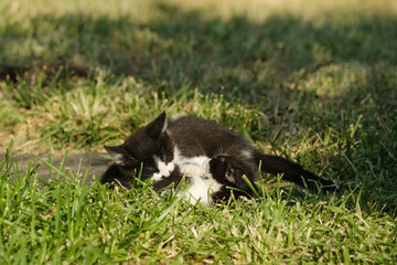 Naklejka na ściany i meble Pair of kittens playing in yard grass during spring season outdoors.