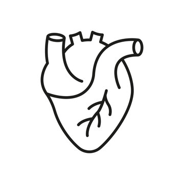 Human Heart Line Icon. Cardiac Muscle Sign. Medical Cardiology Linear Symbol. Anatomy of Healthy Cardiovascular Organ Outline Icon. Editable Stroke. Isolated Vector Illustration