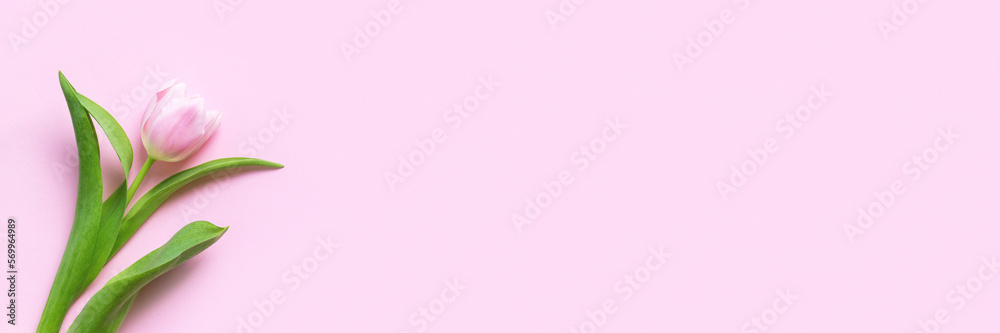 Wall mural beautiful delicate tulip flower on pink background banner. panoramic web header with copy space. wid