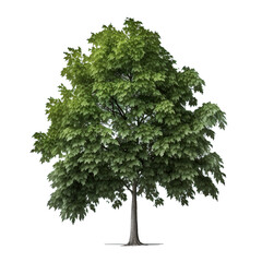 Green Natural Tree Isolated. Illustration Generative AI