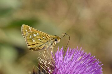 Hesperia comma, Silver Spotted Skipper on wildflower. Little orange butterfly in wild