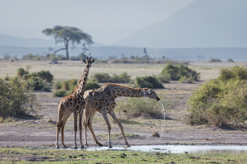 drinking giraffes