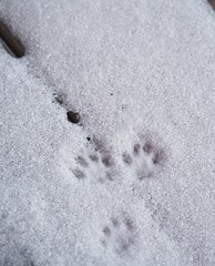 Pet paws tracks on the snow.