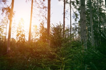 Reforestation after clearing in coniferous forest. Tree nursery. Young natural forest. Concept of sustainable future.