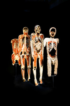 Famous anatomy exhibition Body Worlds