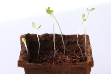 Lettuce seedlings in organic pot on white background angled view