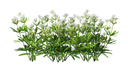 Flowers and shrubs in the garden on a transparent background.