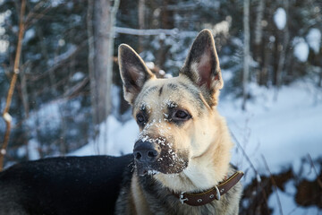Dog German Shepherd outdoors in the forest in a winter day. Russian guard dog Eastern European Shepherd in nature on the snow and white trees covered snow