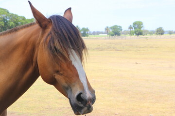 Gauchos Ranch, Montevideo, Uruguay