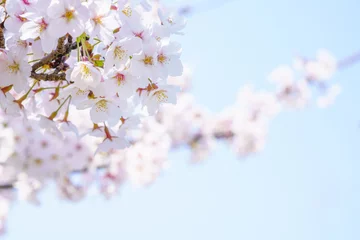 Deurstickers 青空と満開の桜 © Haru Works
