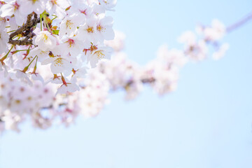 青空と満開の桜