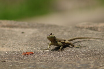 Little Lizard side