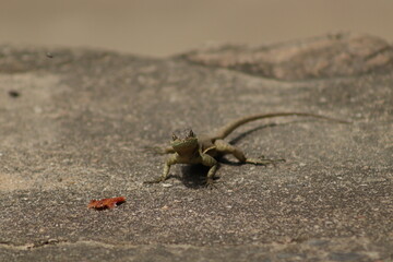 Little Lizard still