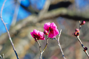 青空の梅の花