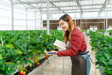 Beautiful woman holding Ripe red fresh delicious sweet Japan strawberry fruit grow from organic smart innovation technology farm without chemical in glasshouse greenhouse with nature light