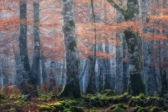 Autumn forest with trees and moss on foggy day - Powered by Adobe
