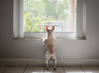 a dog is waiting for its owner near the window. dog peaking through the window. French bulldog 