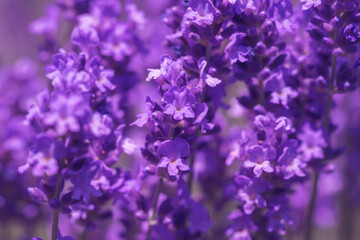 Fototapeta na wymiar Blooming fragrant lavender flowers on a field..
