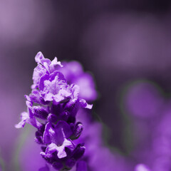 Fototapeta na wymiar Blooming fragrant lavender flowers on a field..
