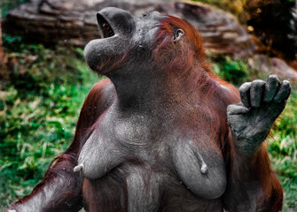 Bornean orangutan female at the window. Latin name - Pongo pygmaeus abelii © Mikhail Blajenov