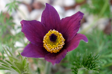 Pasque flower (Pulsatilla vulgaris). First Spring flower. Spring background