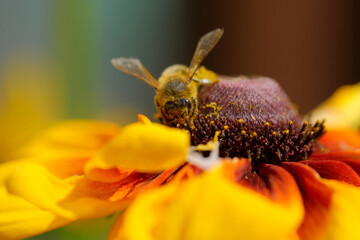 Bee and yellow flower. Summer and spring backgrounds 