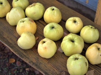 Rainy autumn day. Apples on a wooden bench. Fruit harvest