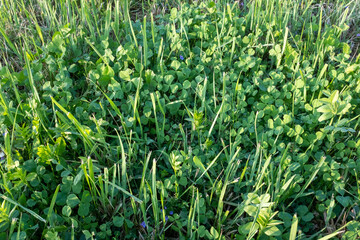 Green meadow, close-up. Background from grass field. Summer meadowland for publication, design, poster, calendar, post, screensaver, wallpaper, postcard, cover, website. High quality photo