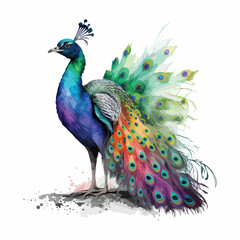 Fototapeta premium Watercolor Peacock Vector Design