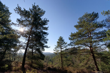 Point of view of the Mont Pivot hill in Fontainebleau forest
