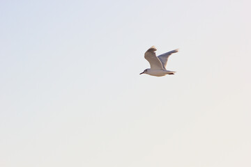Obraz premium Gaviota volando sobre el mar por el cielo azul