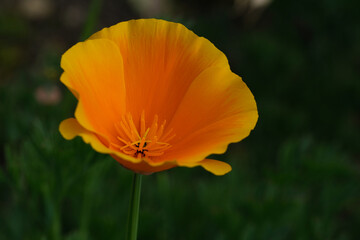 Fototapeta premium California Poppy