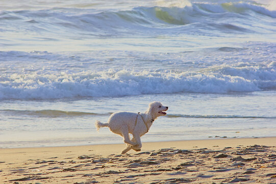 perro poodle corriendo en la playa