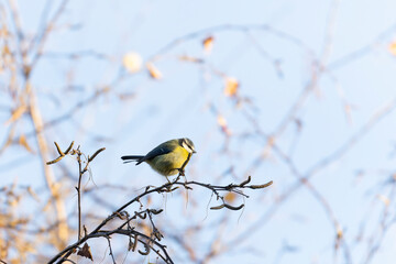 Naklejka premium Eurasian blue tit 