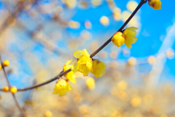 青空のロウバイの花