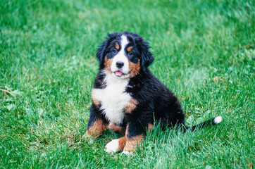 Bernese Mountain Dog puppy sitting in the grass field