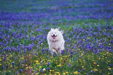 Samoyed running through flower field