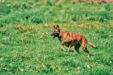 Fototapeta na wymiar Belgian Shepherd jumping through meadow on sunny day outside