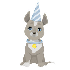 Gray cute dog sits in a blue birthday cap