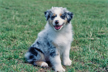 Australian Shepherd puppy smiling while sitting in grass outside