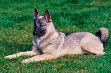 Norwegian Elkhound outside laying in grass in yard